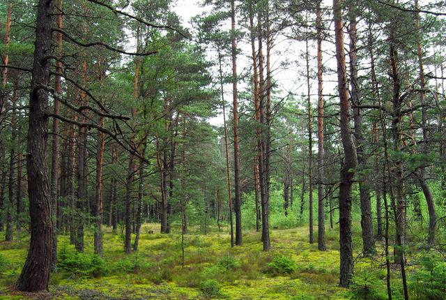 中國主要的松木產地有哪些，不同產地的松木有哪些區別