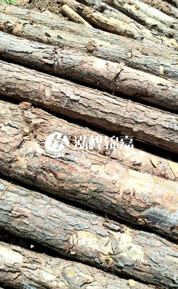 佛山松木樁源頭廠家-松木樁和杉木樁在河道治理中哪個更耐用？