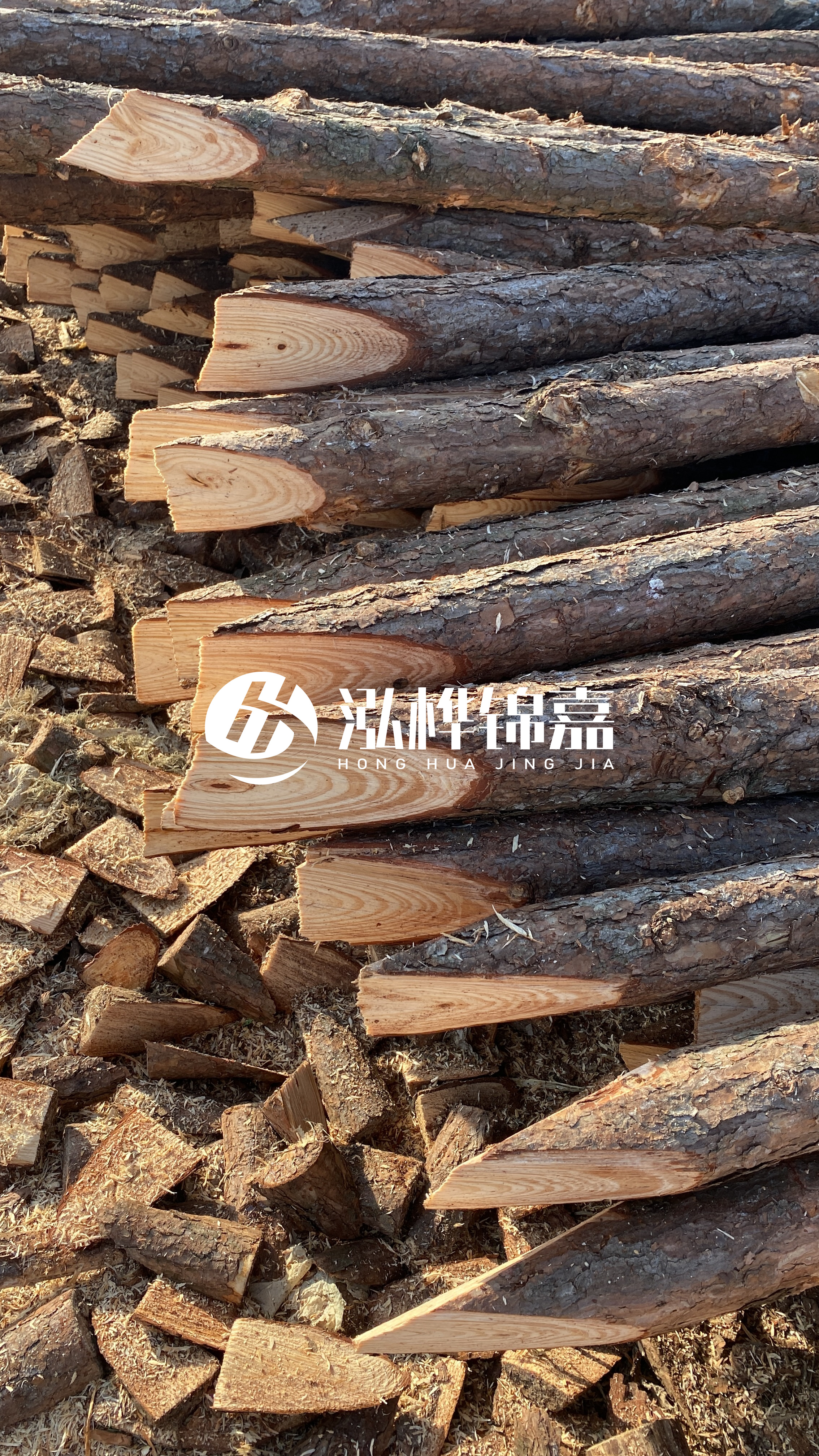 松木樁怎么分辨好壞？學(xué)會這幾招，輕松分辨松木樁好壞不踩雷！