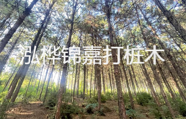 橡木板多少錢一張2公分?探索高品質橡木板的最佳選擇!